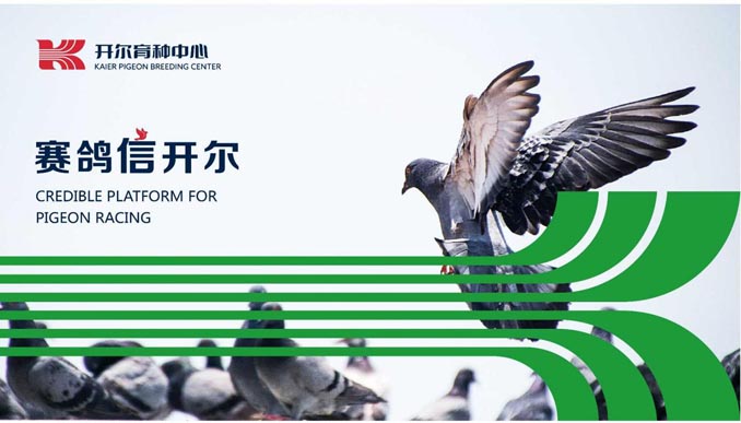 开尔鸽业品牌全案服务
